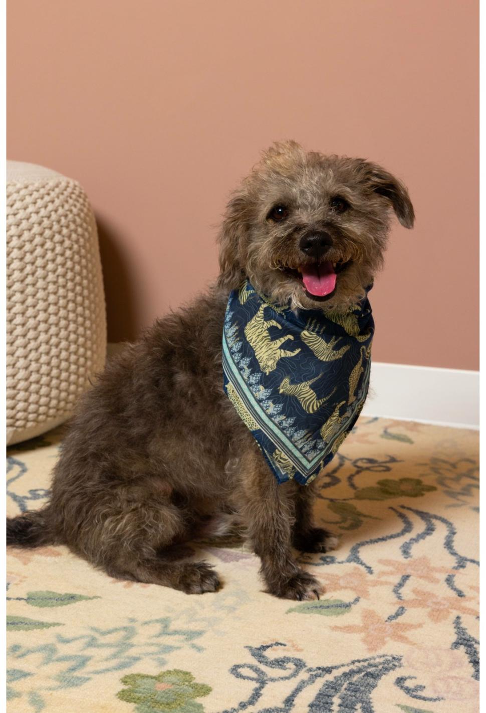 Women Pet Accessories | Johnny Was Blue Tiger Pet Bandana Blue Tiger