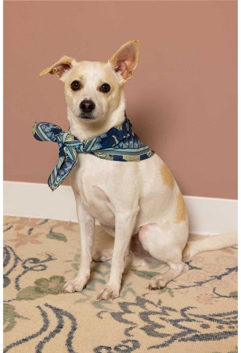 Women Pet Accessories | Johnny Was Blue Tiger Pet Bandana Blue Tiger